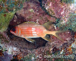 Poisson soldat à longues épines (Holocentrus rufus) Poisson soldat à longues épines (Holocentrus rufus)