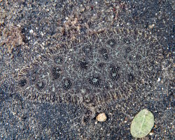Sole à nez crochu (Heteromycteris hartzfeldii) Sole à nez crochu (Heteromycteris hartzfeldii)
