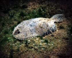 Sole bavoche (Trinectes maculatus) Sole bavoche (Trinectes maculatus)