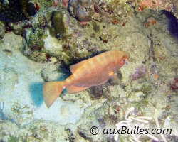 Soleil caye (Heteropriacanthus cruentatus) Soleil caye (Heteropriacanthus cruentatus)