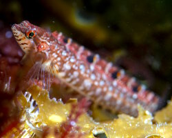Stichée arctique (Stichaeus punctatus) Stichée arctique (Stichaeus punctatus)