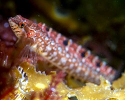 Stichée arctique (Stichaeus punctatus)