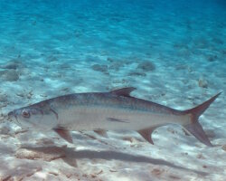 Tarpon de l'Atlantique (Megalops atlanticus) Tarpon de l'Atlantique (Megalops atlanticus)