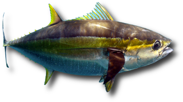 Le thon jaune ou thon albacore (Thunnus albacares) © Allnaturalbeth | Dreamstime.com