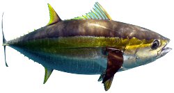 Thon jaune (Thunnus albacares) Thon jaune (Thunnus albacares)