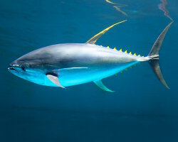Thon jaune (Thunnus albacares) Thon jaune (Thunnus albacares)