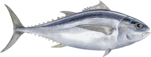 Le thon obèse (Thunnus obesus) Le thon obèse (Thunnus obesus)