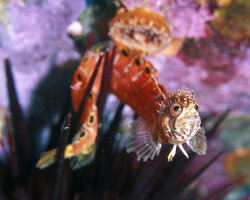 Mosshead warbonnet (Chirolophis nugator) Mosshead warbonnet (Chirolophis nugator)