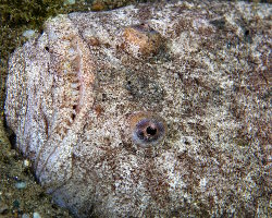 Uranoscope (Uranoscopus scaber) Uranoscope (Uranoscopus scaber)