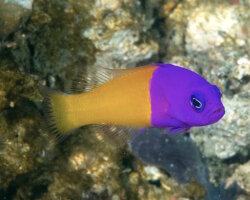 Royal dottyback (Pictichromis paccagnellorum) Royal dottyback (Pictichromis paccagnellorum)
