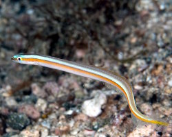 Poisson ver à ligne jaune (Gunnellichthys viridescens)