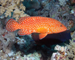 Vieille de corail (Cephalopholis miniata) Vieille de corail (Cephalopholis miniata)