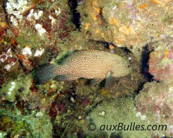 Vieille de roche (Cephalopholis cruentata) Vieille de roche (Cephalopholis cruentata)