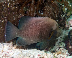 Vieille Roga (Aethaloperca rogaa) Vieille Roga (Aethaloperca rogaa)