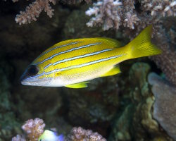 Common bluestripe snapper (Lutjanus kasmira) Common bluestripe snapper (Lutjanus kasmira)