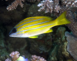 Vivaneau à raies bleues (Lutjanus kasmira)