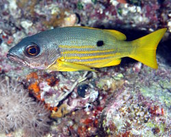 Vivaneau encrier (Lutjanus ehrenbergii) Vivaneau encrier (Lutjanus ehrenbergii)