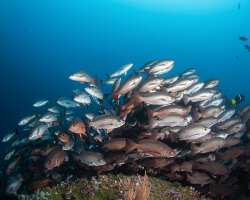 Whipper snapper (Lutjanus jordani) Whipper snapper (Lutjanus jordani)