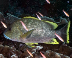 Vivaneau maori (Lutjanus rivulatus) Vivaneau maori (Lutjanus rivulatus)