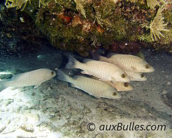 Vivaneau sarde grise (Lutjanus griseus) Vivaneau sarde grise (Lutjanus griseus)
