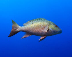 Mutton snapper (Lutjanus analis) Mutton snapper (Lutjanus analis)