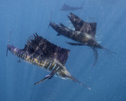 Voilier de l'Atlantique (Istiophorus albicans)