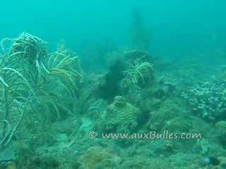 A pair of french angelfish