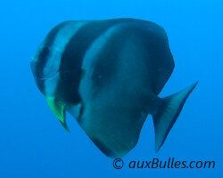 Platax à longues nageoires (Platax teira)