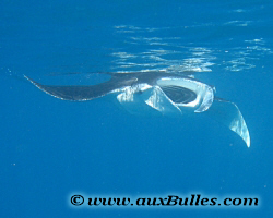 Raie manta (Mobula birostris)