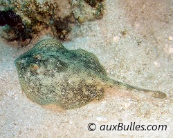 Raie pastenague jaune (Urobatis jamaicensis)