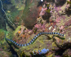 The banded sea snake