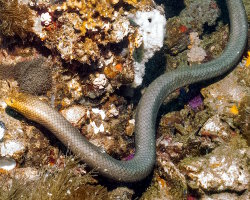 Serpent de mer olive (Aipysurus laevis)