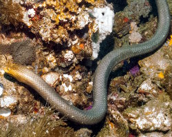 Serpent de mer olive (Aipysurus laevis) Serpent de mer olive (Aipysurus laevis)