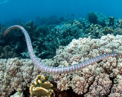 Black-banded sea krait (Laticauda semifasciata) Black-banded sea krait (Laticauda semifasciata)