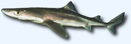 L'aiguillat commun (Squalus acanthias) L'aiguillat commun (Squalus acanthias)