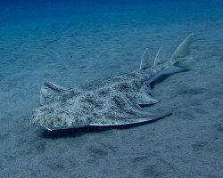 Requin ange de mer commun (Squatina squatina)