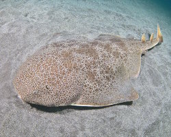 Requin ange de mer japonais (Squatina japonica)