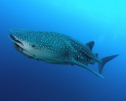 Requin baleine (Rhincodon typus)