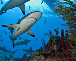 Requin de récif des Caraibes (Carcharhinus perezi) Requin de récif des Caraibes (Carcharhinus perezi)
