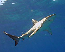 Requin des Galapagos (Carcharhinus galapagensis)