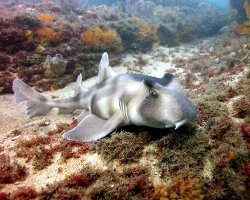 Requin dormeur à crête (Heterodontus galeatus)