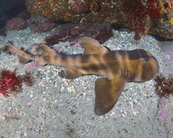 Requin dormeur nekozame (Heterodontus japonicus) Requin dormeur nekozame (Heterodontus japonicus)