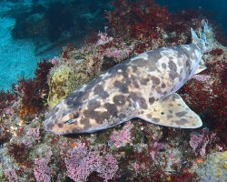 Holbiche tachetée (Cephaloscyllium umbratile) Holbiche tachetée (Cephaloscyllium umbratile)