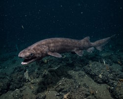 Requin lézard (Chlamydoselachus anguineus)