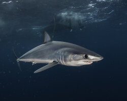 Requin mako ou requin taupe bleu (Isurus oxyrinchus) Requin mako ou requin taupe bleu (Isurus oxyrinchus)