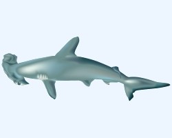 Requin marteau (9 espèces)