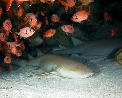 Requin nourrice fauve (Nebrius ferrugineus)