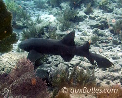 Requin nourrice (Ginglymostoma cirratum)