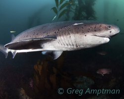 Requin plat nez (Notorynchus cepedianus)