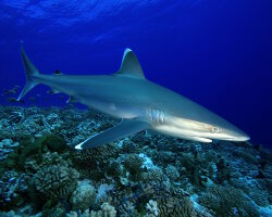 Requin pointe blanche (Carcharhinus albimarginatus) Requin pointe blanche (Carcharhinus albimarginatus)